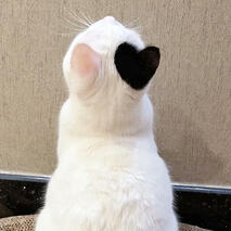 Cupid